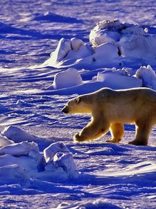 Preview wallpaper polar bear, bear, walk, shadow, snow