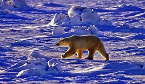 Preview wallpaper polar bear, bear, walk, shadow, snow