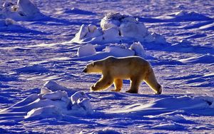 Preview wallpaper polar bear, bear, walk, shadow, snow