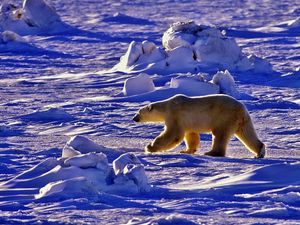 Preview wallpaper polar bear, bear, walk, shadow, snow