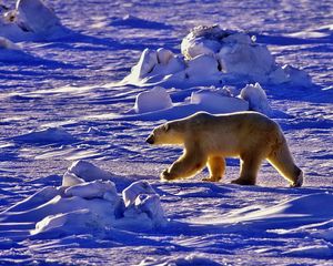 Preview wallpaper polar bear, bear, walk, shadow, snow