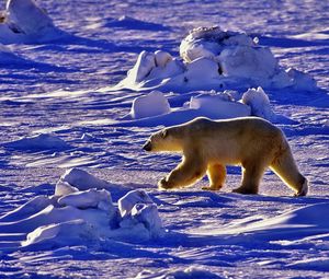 Preview wallpaper polar bear, bear, walk, shadow, snow