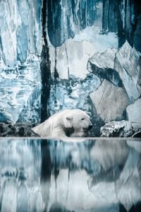 Preview wallpaper polar bear, bear, water