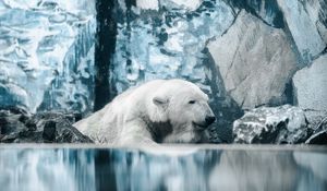 Preview wallpaper polar bear, bear, water