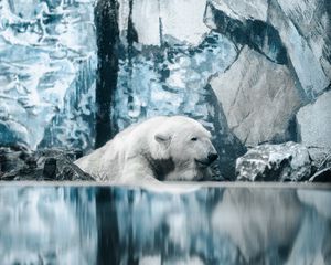 Preview wallpaper polar bear, bear, water