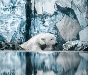 Preview wallpaper polar bear, bear, water