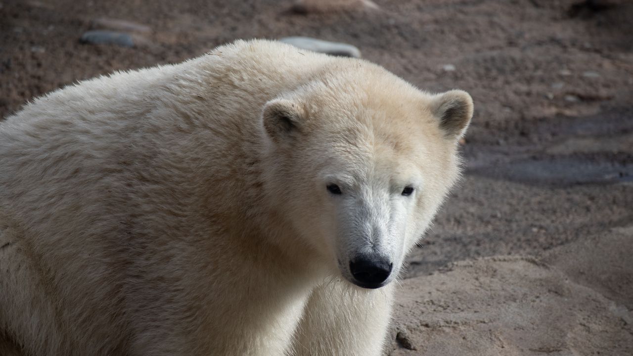 Wallpaper polar bear, bear, white, animal