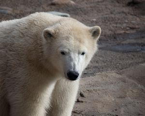 Preview wallpaper polar bear, bear, white, animal