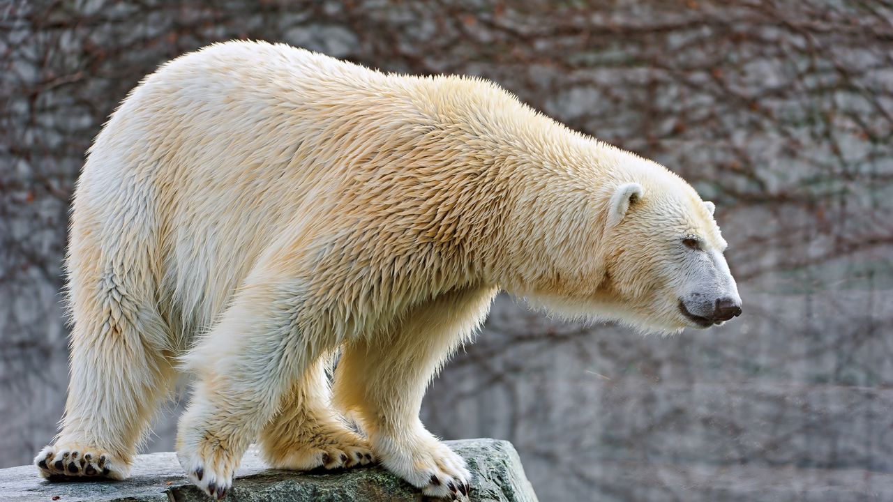 Wallpaper polar bear, big, wool