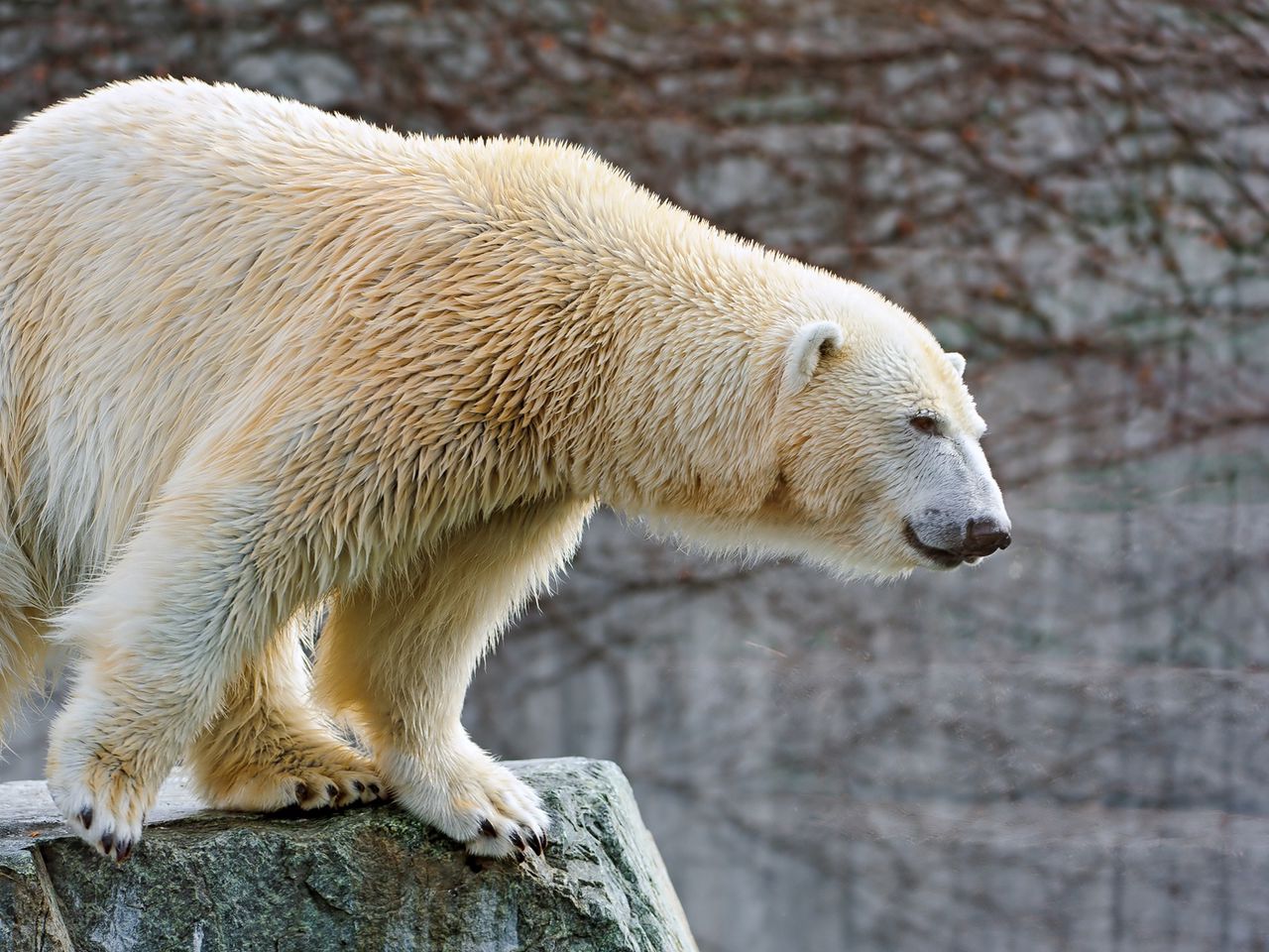 1280x960 Wallpaper polar bear, big, wool