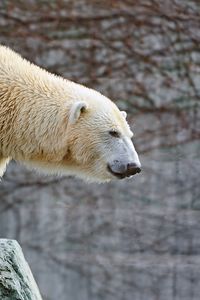 Preview wallpaper polar bear, big, wool