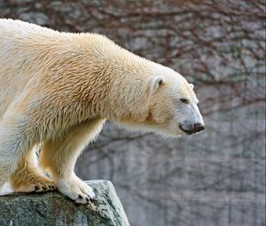 Preview wallpaper polar bear, big, wool