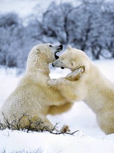 Preview wallpaper polar bear, couple, playful, snow