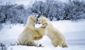 Preview wallpaper polar bear, couple, playful, snow