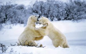 Preview wallpaper polar bear, couple, playful, snow