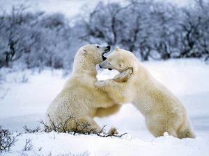 Preview wallpaper polar bear, couple, playful, snow