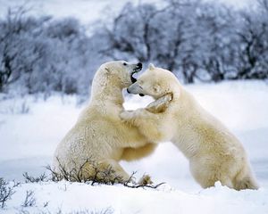 Preview wallpaper polar bear, couple, playful, snow