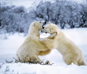 Preview wallpaper polar bear, couple, playful, snow