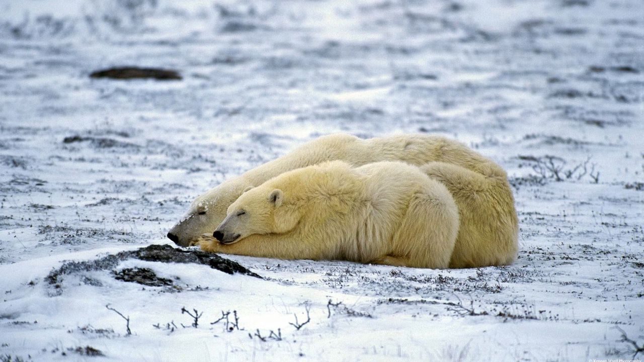 Wallpaper polar bear, couple, sleep, snow, lie