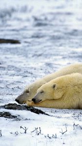 Preview wallpaper polar bear, couple, sleep, snow, lie