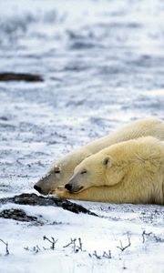 Preview wallpaper polar bear, couple, sleep, snow, lie