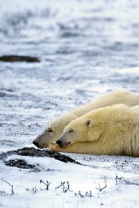 Preview wallpaper polar bear, couple, sleep, snow, lie