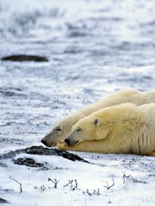 Preview wallpaper polar bear, couple, sleep, snow, lie