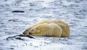 Preview wallpaper polar bear, couple, sleep, snow, lie