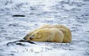 Preview wallpaper polar bear, couple, sleep, snow, lie