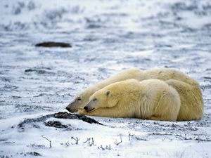 Preview wallpaper polar bear, couple, sleep, snow, lie