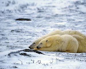 Preview wallpaper polar bear, couple, sleep, snow, lie