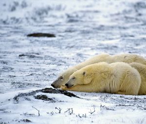 Preview wallpaper polar bear, couple, sleep, snow, lie