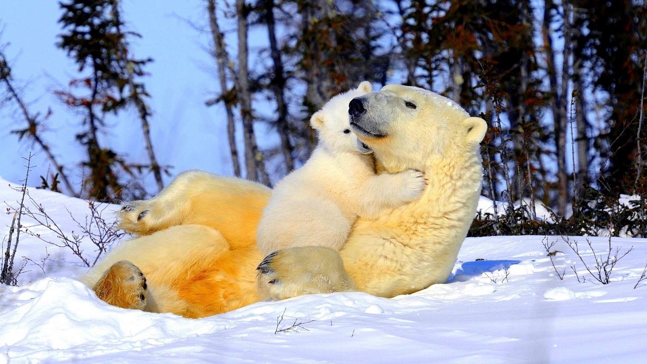 Wallpaper polar bear, couple, young, arms, snow