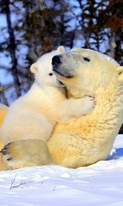 Preview wallpaper polar bear, couple, young, arms, snow