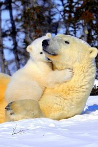 Preview wallpaper polar bear, couple, young, arms, snow