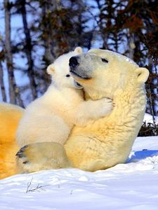 Preview wallpaper polar bear, couple, young, arms, snow