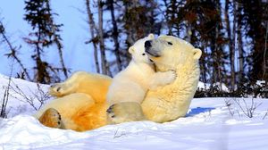 Preview wallpaper polar bear, couple, young, arms, snow