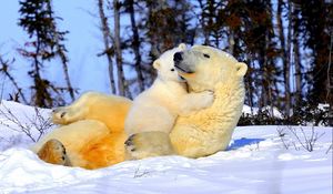 Preview wallpaper polar bear, couple, young, arms, snow