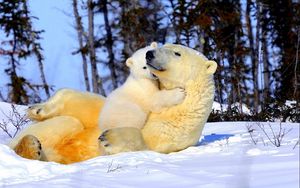 Preview wallpaper polar bear, couple, young, arms, snow