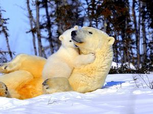 Preview wallpaper polar bear, couple, young, arms, snow