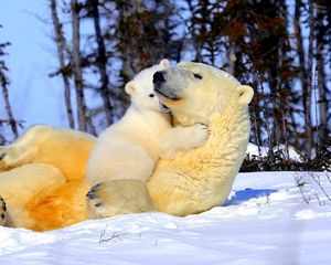 Preview wallpaper polar bear, couple, young, arms, snow