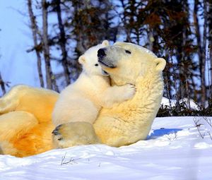 Preview wallpaper polar bear, couple, young, arms, snow