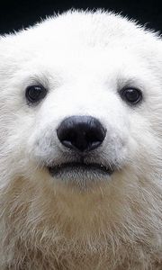 Preview wallpaper polar bear, cub, baby, muzzle, background