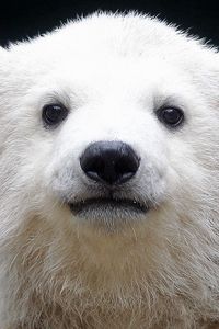 Preview wallpaper polar bear, cub, baby, muzzle, background