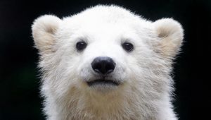 Preview wallpaper polar bear, cub, baby, muzzle, background