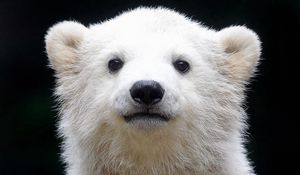 Preview wallpaper polar bear, cub, baby, muzzle, background