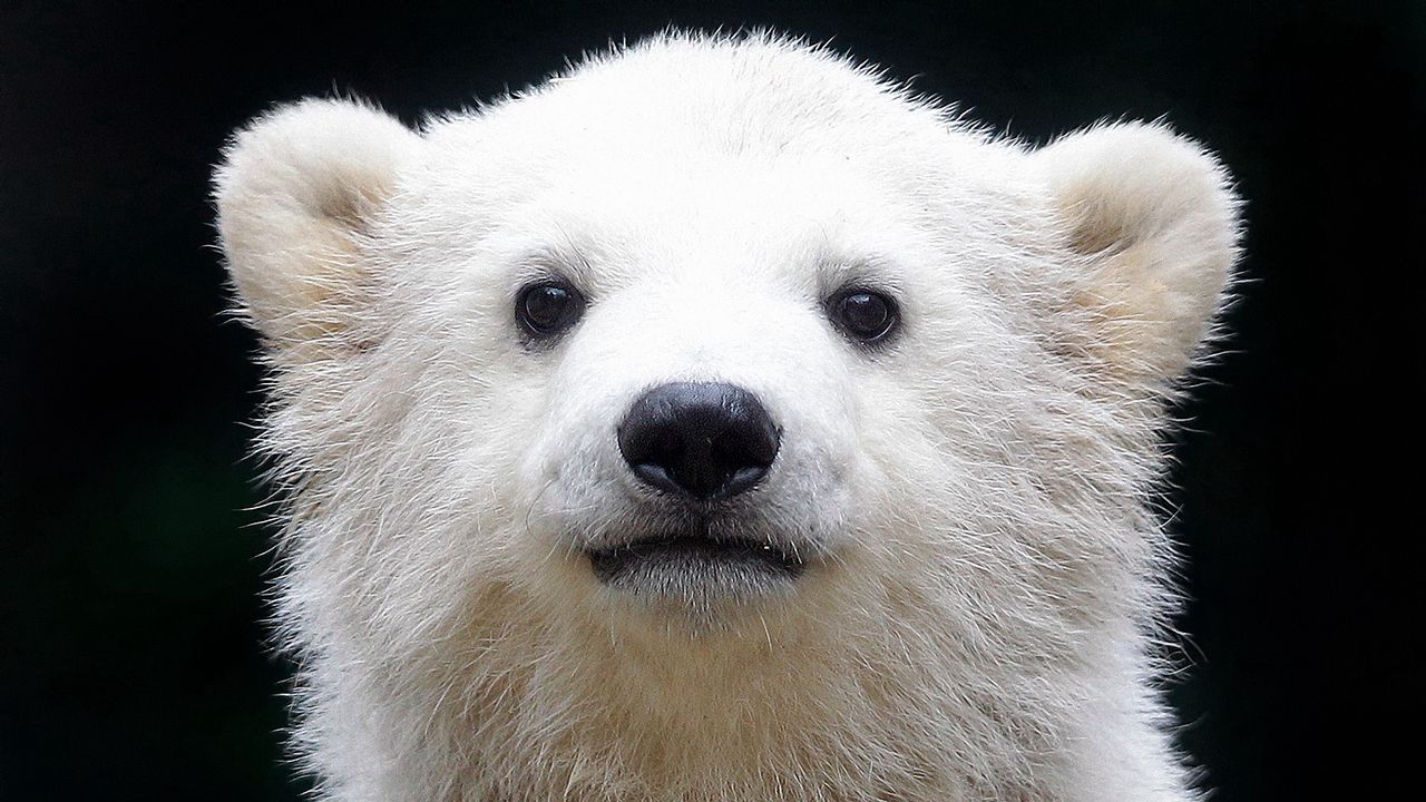 Wallpaper polar bear, cub, baby, muzzle, background hd, picture, image