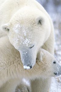 Preview wallpaper polar bear, cub, caring, snow, fur