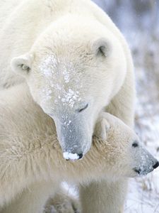 Preview wallpaper polar bear, cub, caring, snow, fur