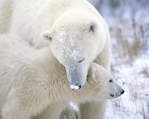 Preview wallpaper polar bear, cub, caring, snow, fur